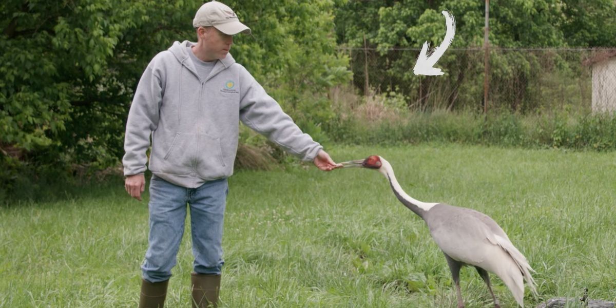 Tributes Pour In For Crane Who Chose Zookeeper As Her Mate For 20 Years After She Dies At 42