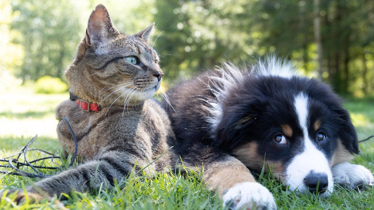 People Who Were Forced To Choose Between Their Pet And Their Partner Explain What Happened