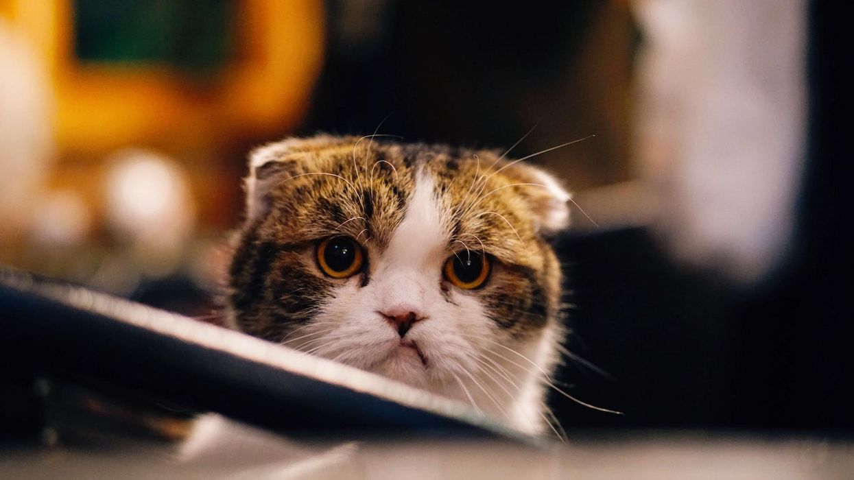 A cat with a grimace stares out