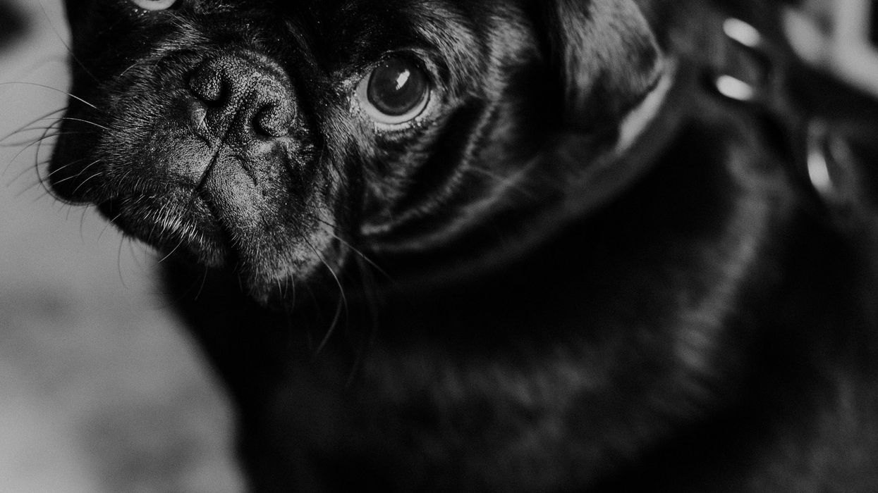 A close-up black and white photo of a young pug. It looks into the camera with guilty eyes.
