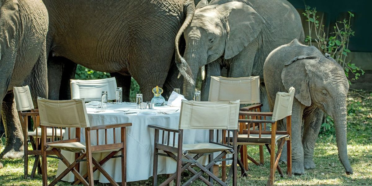 A family of elephants wander around an outdoor dining table.