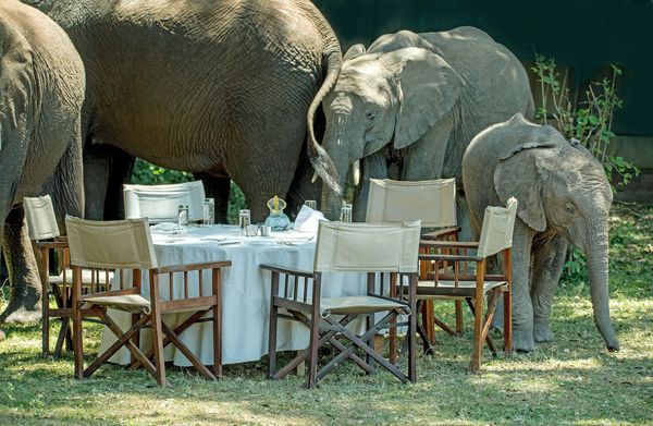 A family of elephants wander around an outdoor dining table.