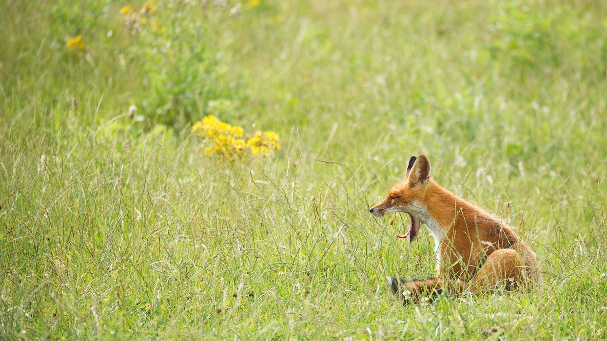 A fox yawning in a field