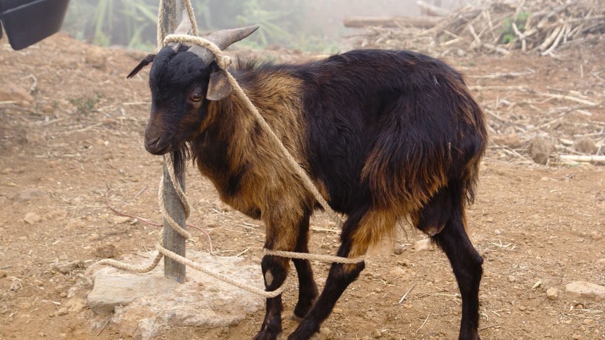 A goat seems lost is rope
