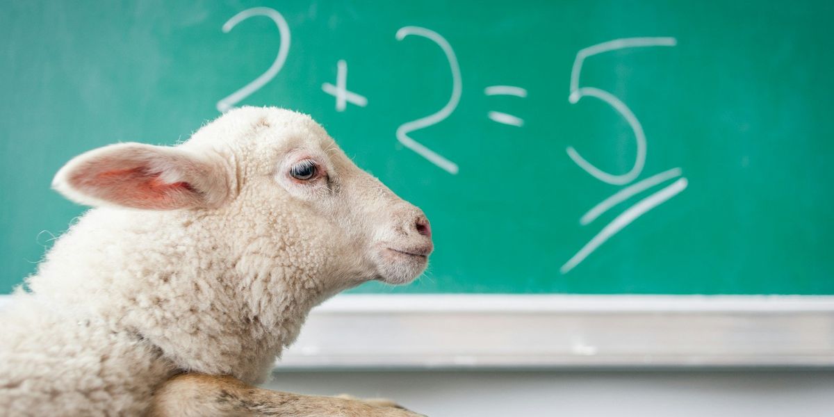 A lamb gives side eye to the camera and sits in front of a green chalkboard with the addition problem written. It says 2+2=5