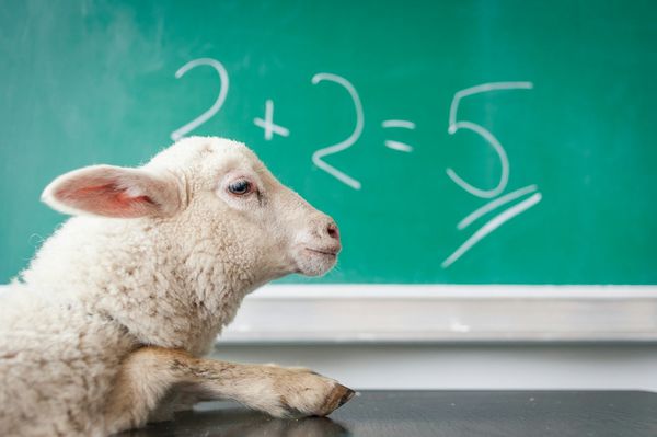 A lamb gives side eye to the camera and sits in front of a green chalkboard with the addition problem written. It says 2+2=5
