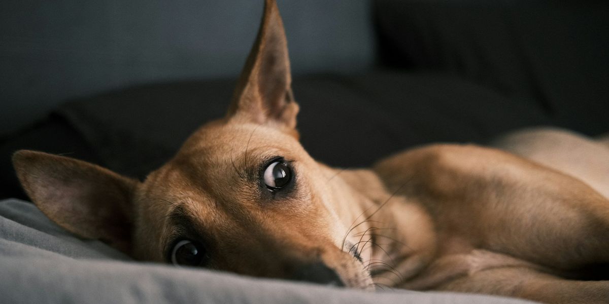 A mini pincher dog looks out disturbed, while lying on a bed