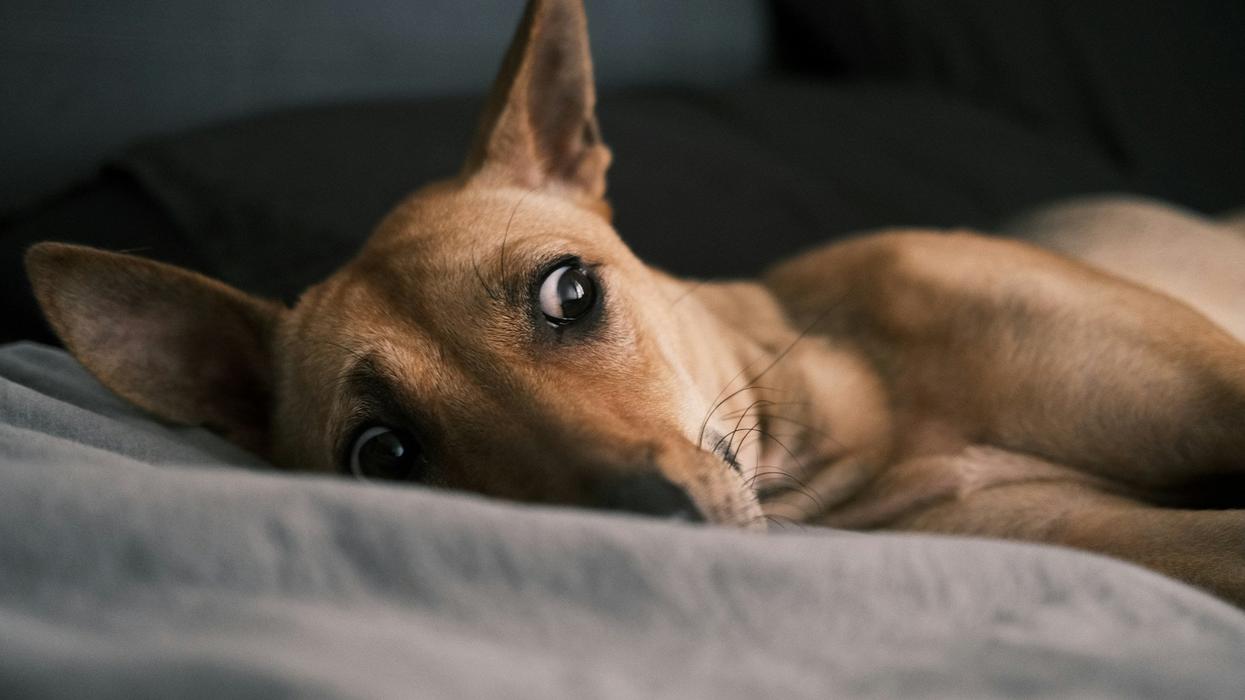 A mini pincher dog looks out disturbed, while lying on a bed