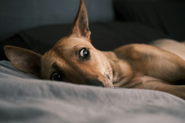 A mini pincher dog looks out disturbed, while lying on a bed