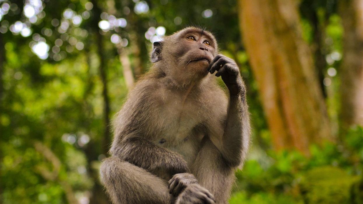 A monkey sits in deep thought