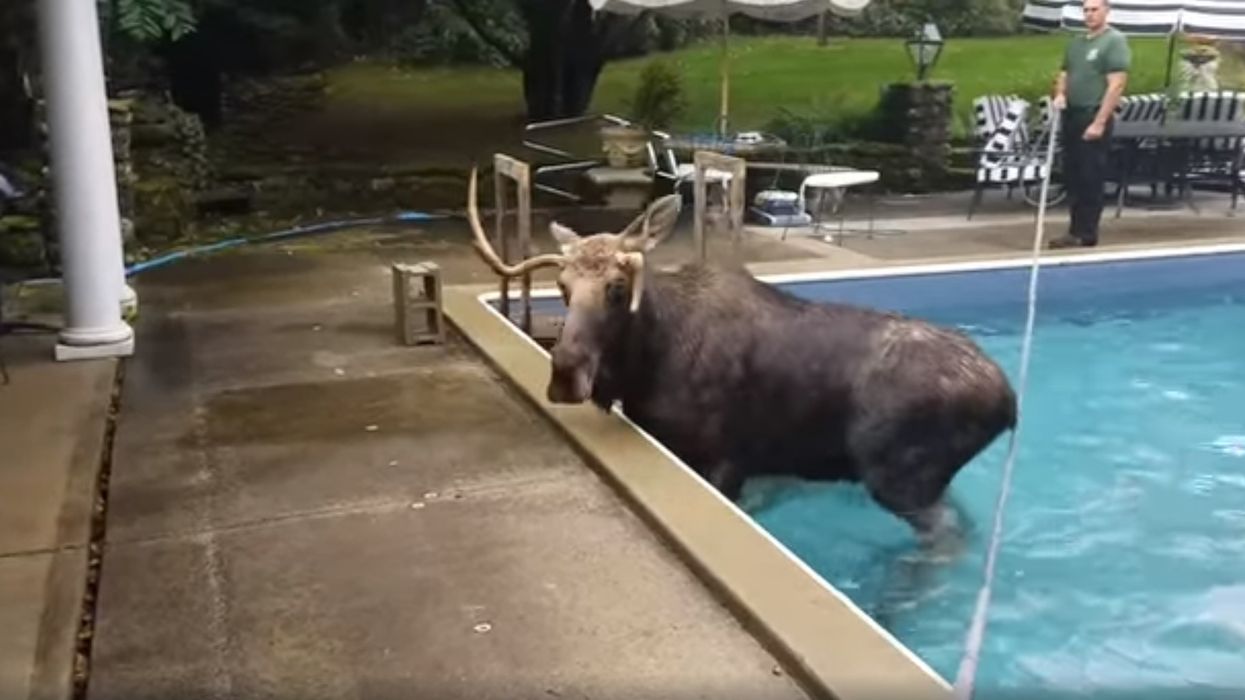 Rescuers Get Creative To Help Moose Trapped In New Hampshire Swimming Pool