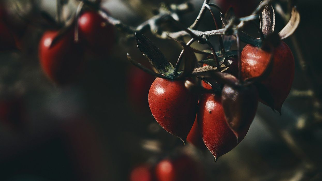 A picture of red, wild berries hanging on the vine