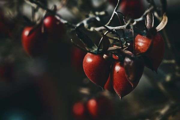 A picture of red, wild berries hanging on the vine