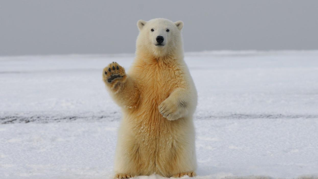 People Reveal Which Animals Are Not As Dangerous As Folks Seem To Think