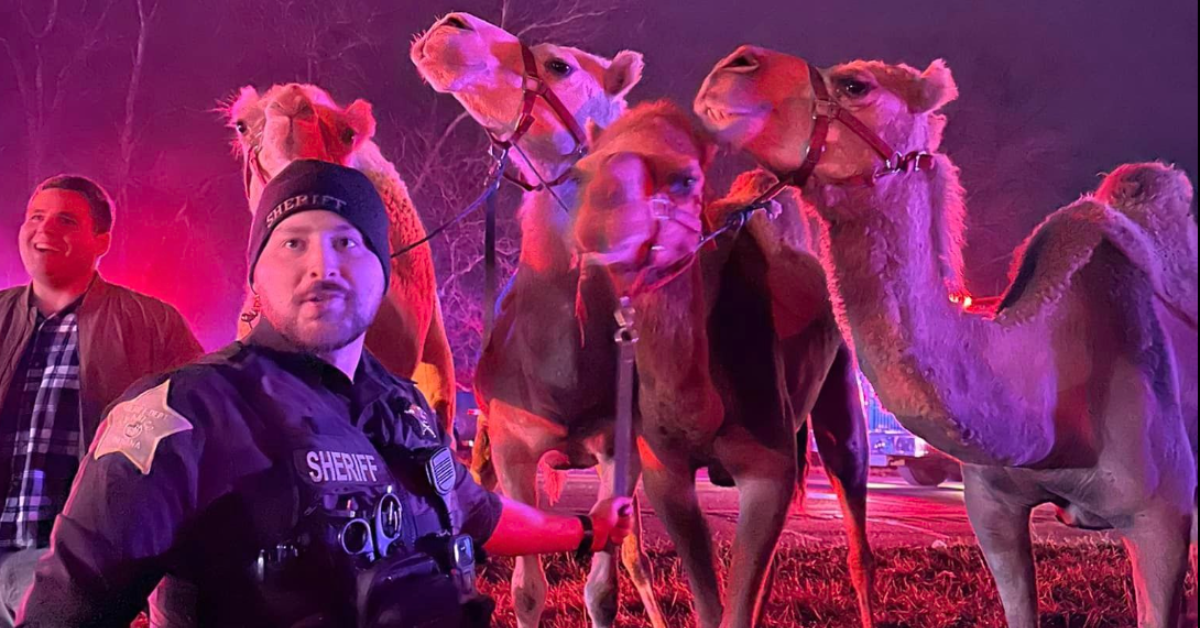 A police sheriff and a man standing in front of a group of camels