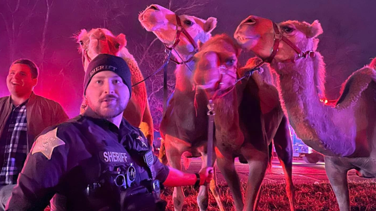A police sheriff and a man standing in front of a group of camels