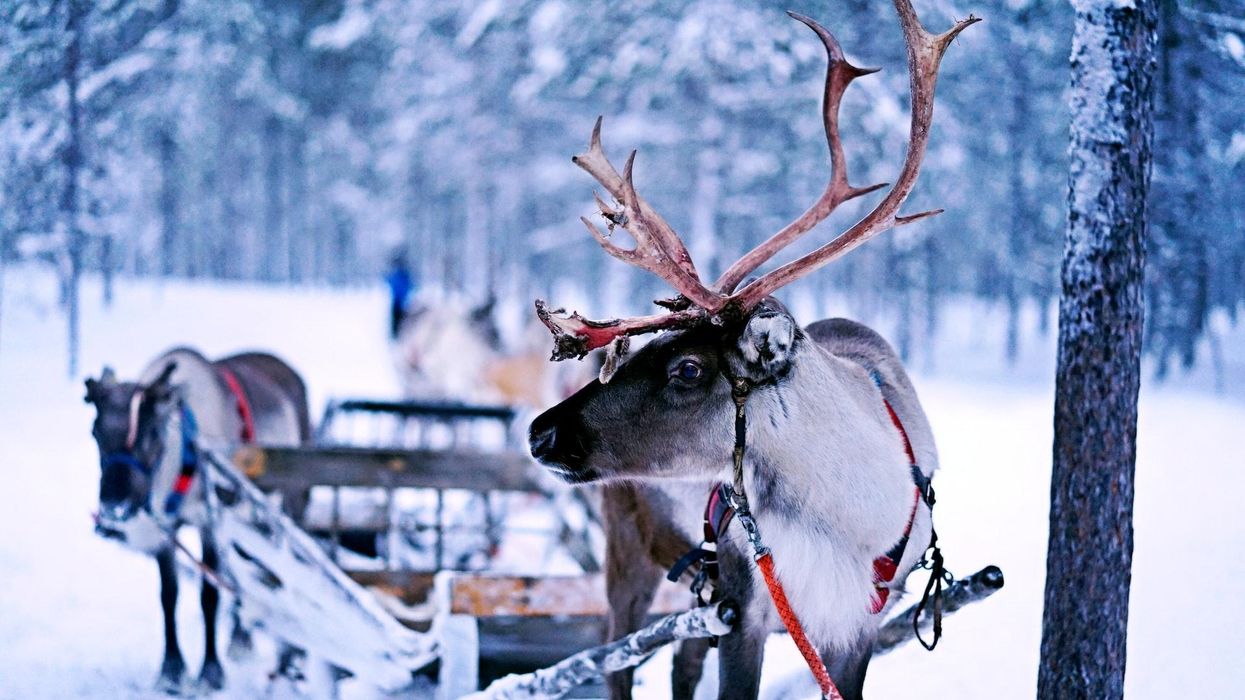 A reindeer leads a sleigh with another reindeer in a snowy forest