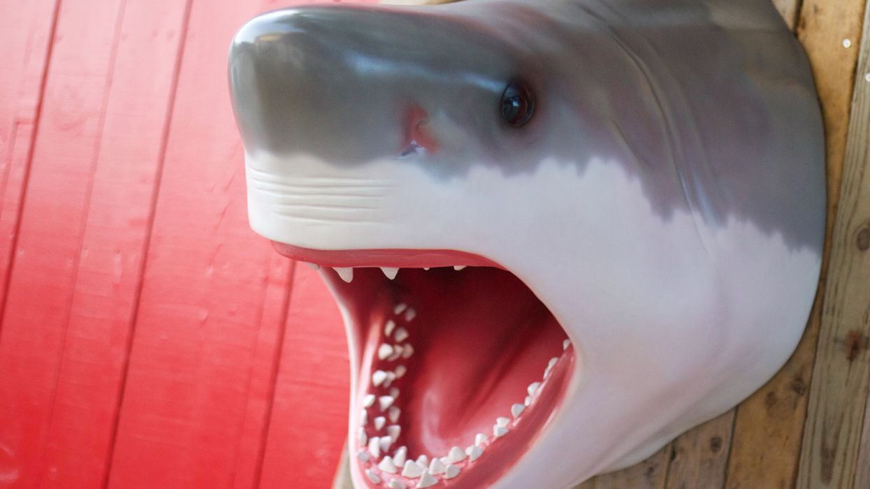 A replica of Jaws mounted on a wall
