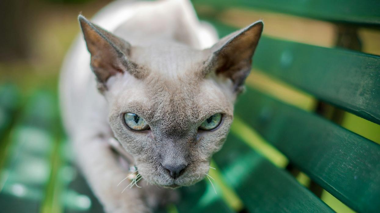 A smooth, grey cat walks across a green park bench and stares into the camera with a look of evil.
