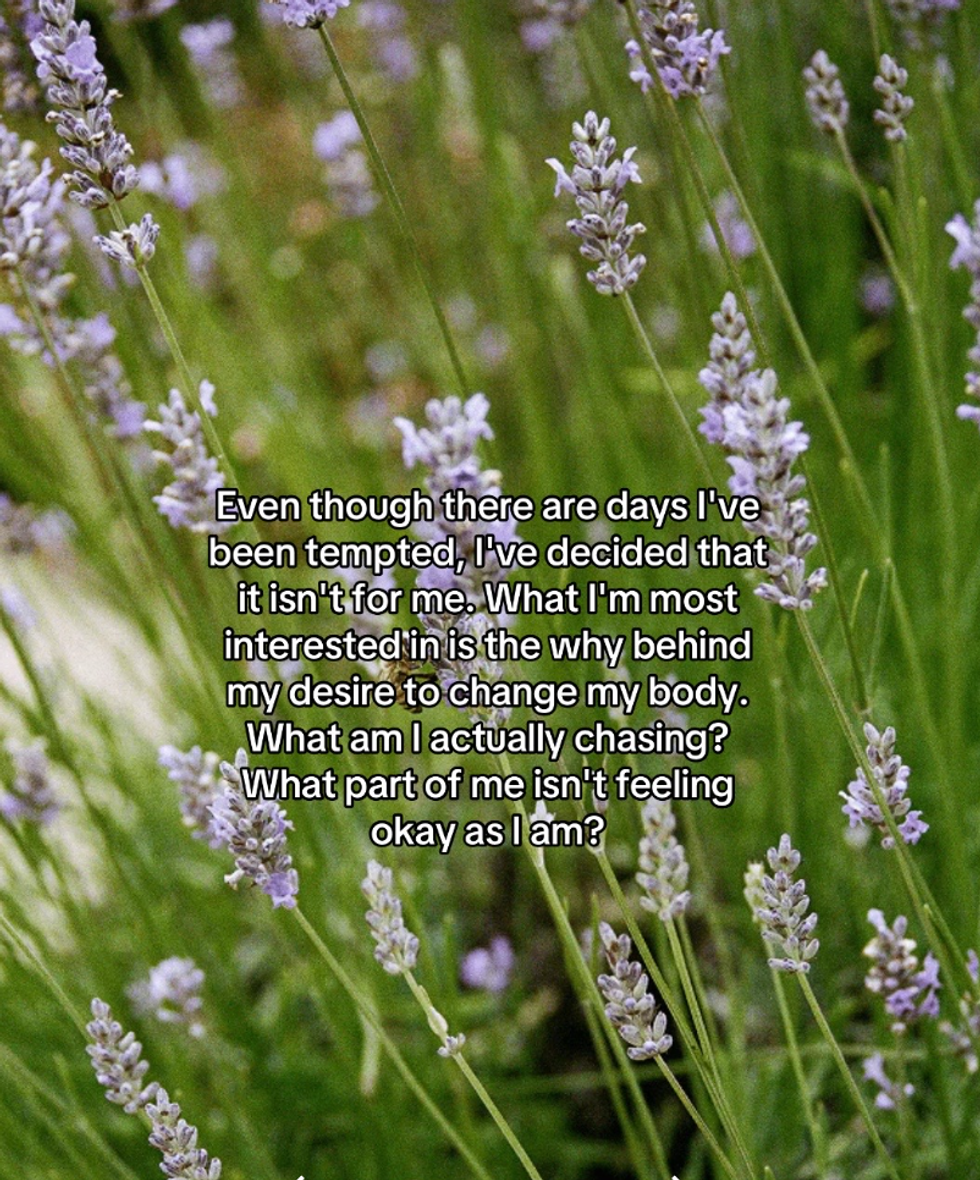 A still shot of a field of lavendar