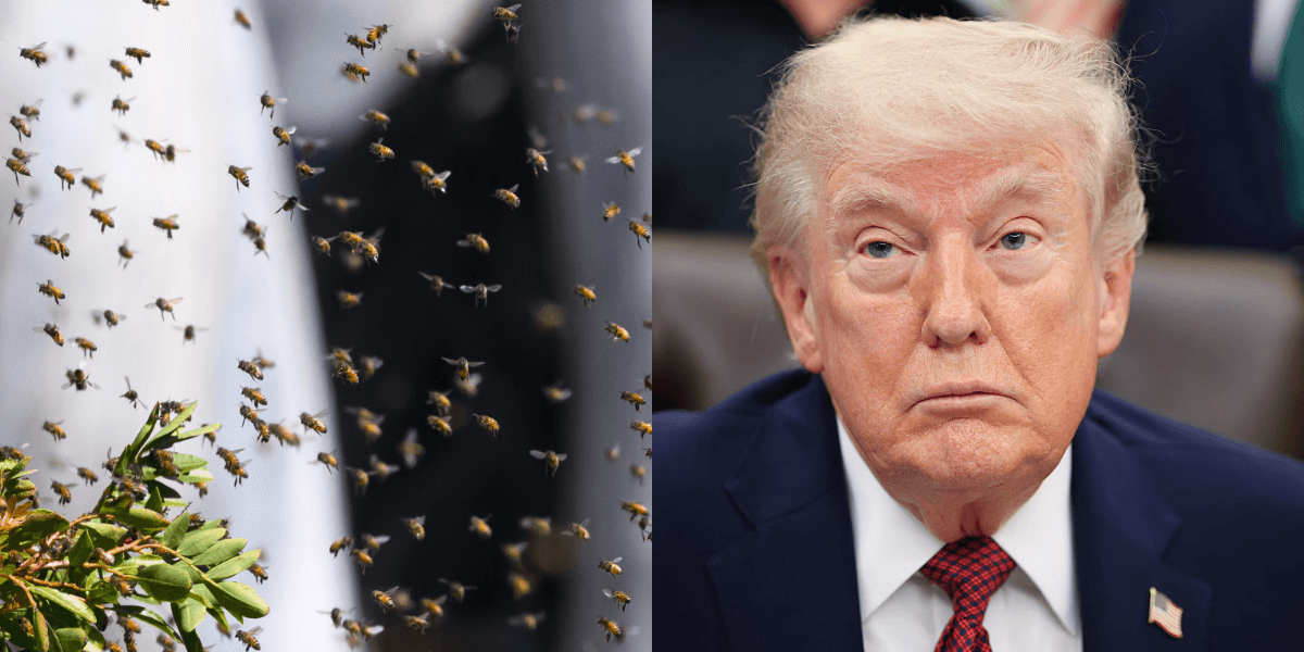 Thousands Of Bees Just Swarmed North Lawn Of The White House—And Everyone's Thinking The Same Thing