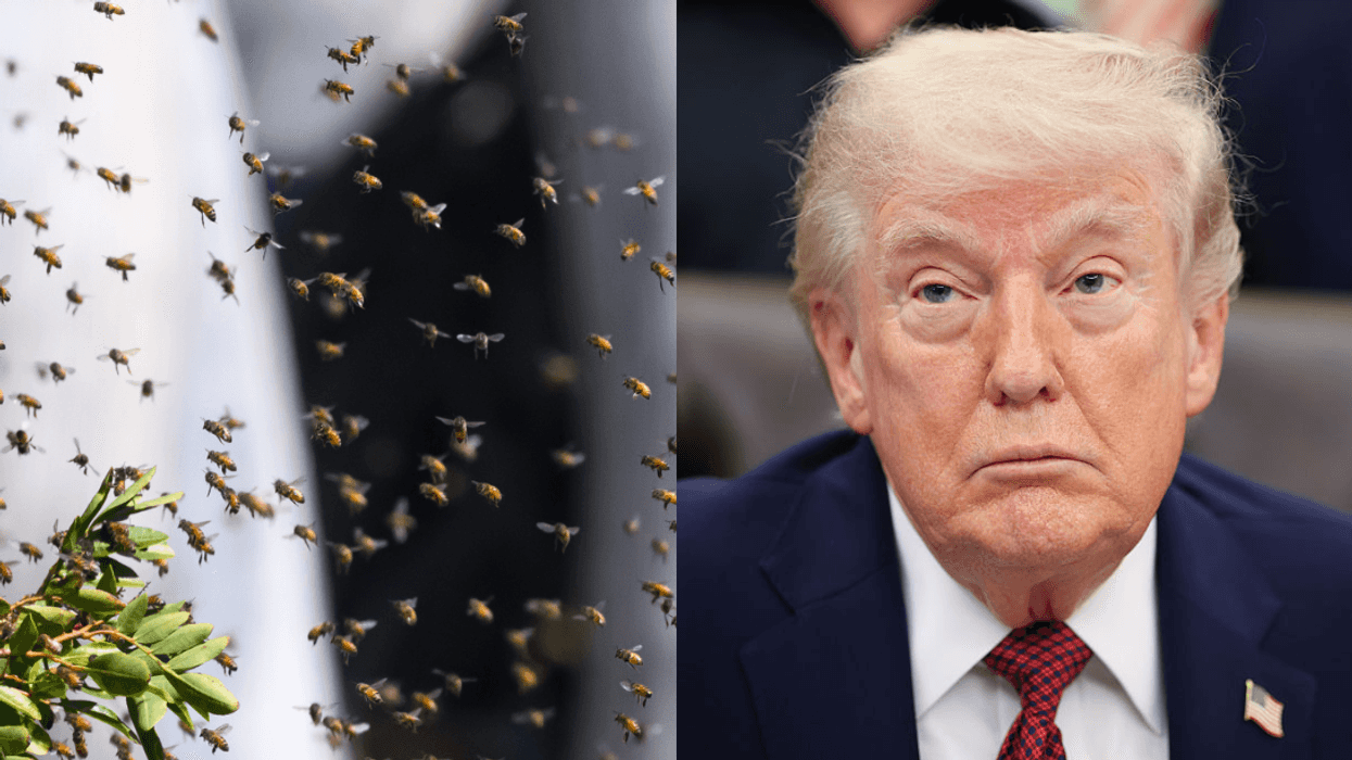 A swarm of bees; Donald Trump