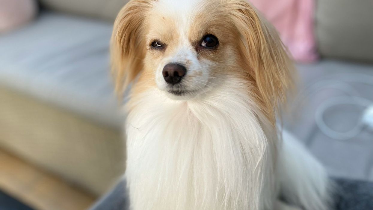 A white and tan Pomeranian puppy stares into the camera with one eyebrow raised in suspicion.