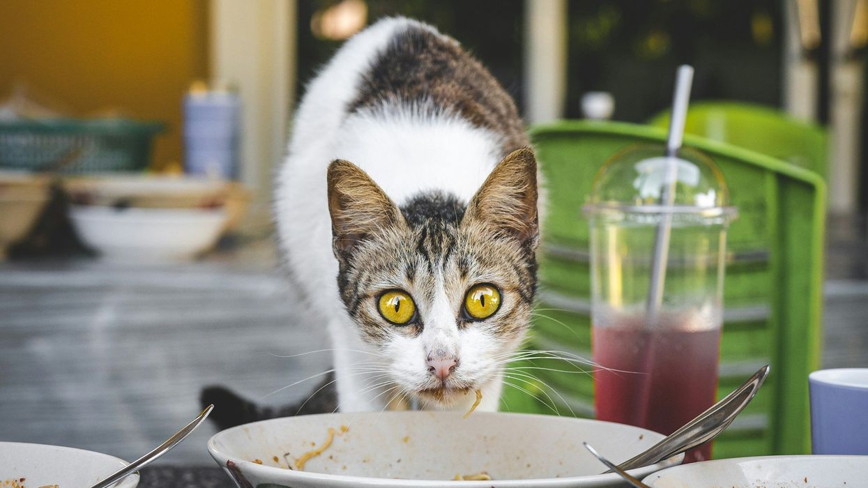A wide-eyed cat stares into the camera after being caught trying to eat from a human's food bowl.