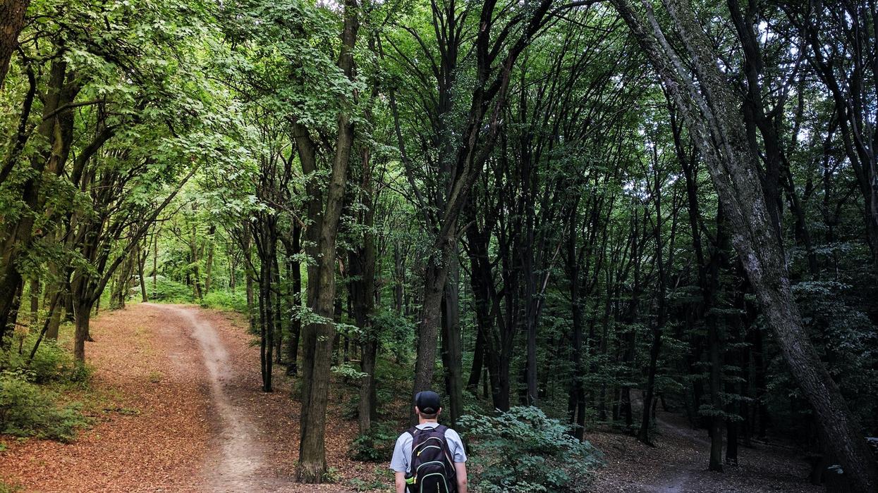 A young man stands at a crossroads in the woods