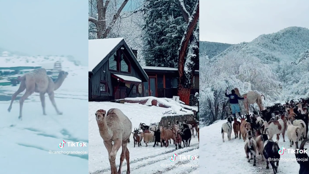 Albert jumping in the snow;Albert leading goats;Albert looking at a snow covered tree