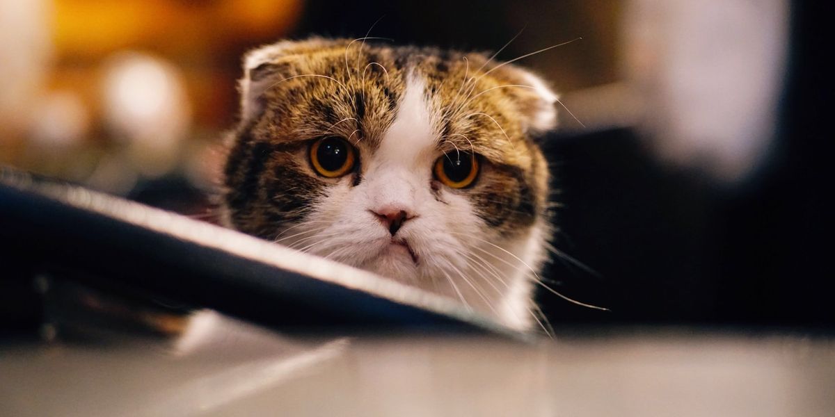 An annoyed cat looks into the camera