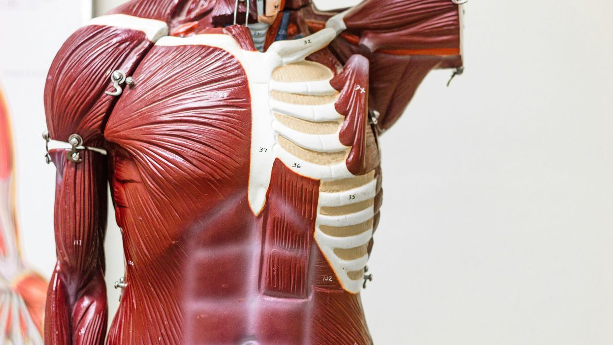 anatomy model