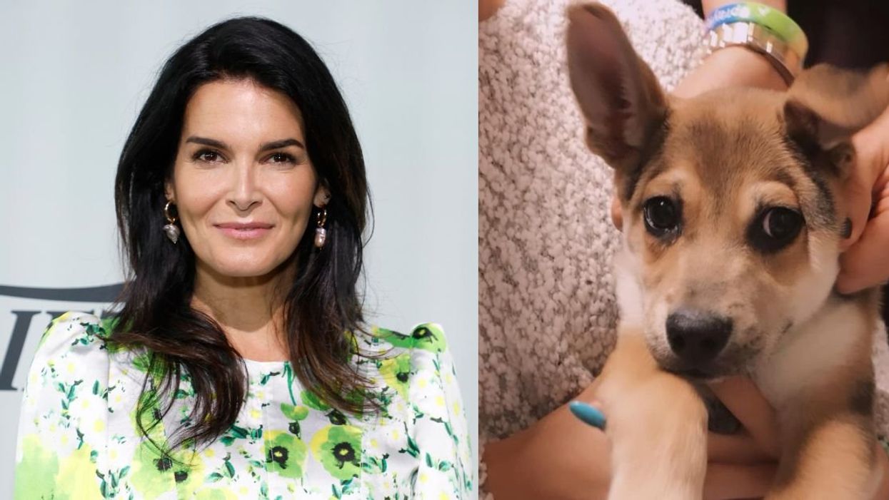 Angie Harmon; Her dog, Ollie