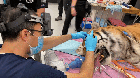 animal healthcare tiger GIF by Oakland Zoo