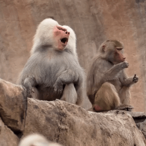 baboons GIF by San Diego Zoo Wildlife Alliance