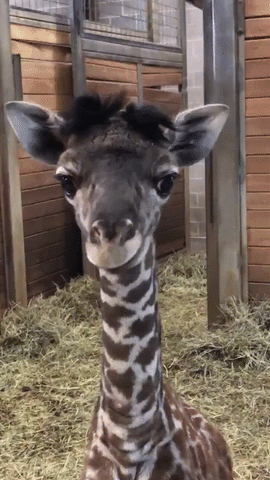 baby giraffe GIF