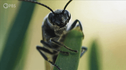 BBC Plants GIF by PBS