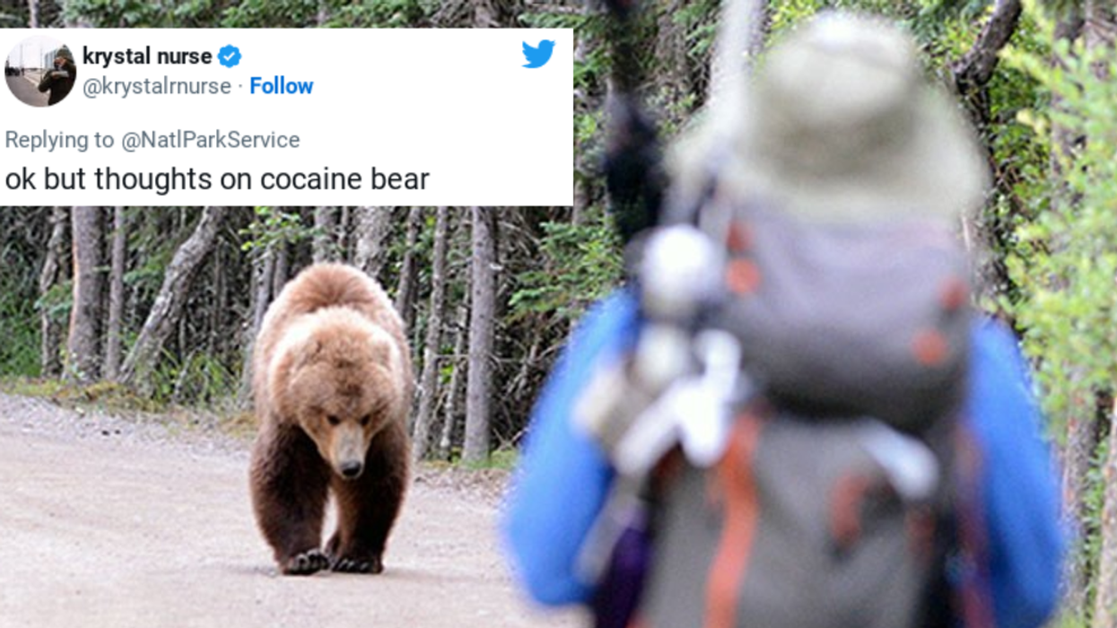 bear approaching person with tweet from @krystalrnurse overlaid
