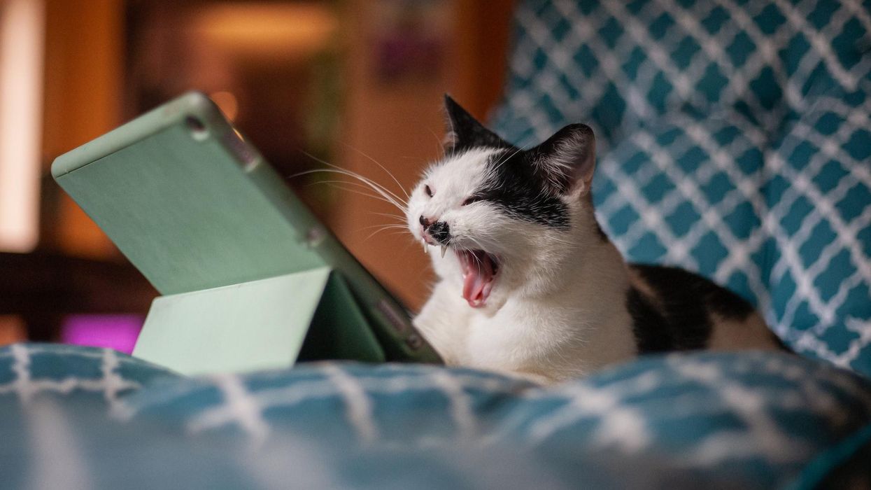 black and white cat with mouth open looking at computer tablet
