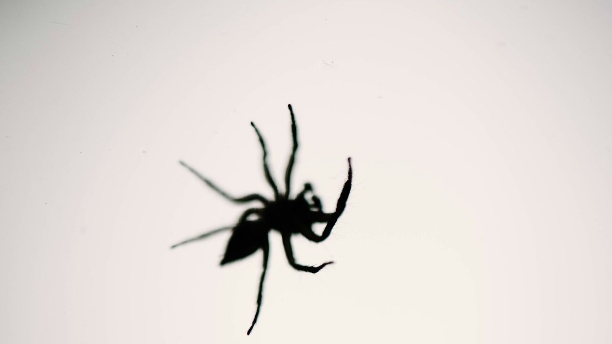 Black and white photo of a falling spider.