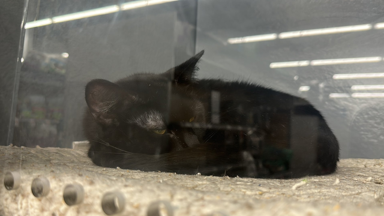 Black cat named Ellie