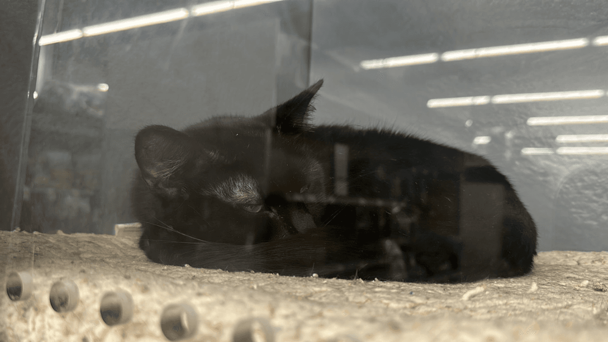 Black cat named Ellie