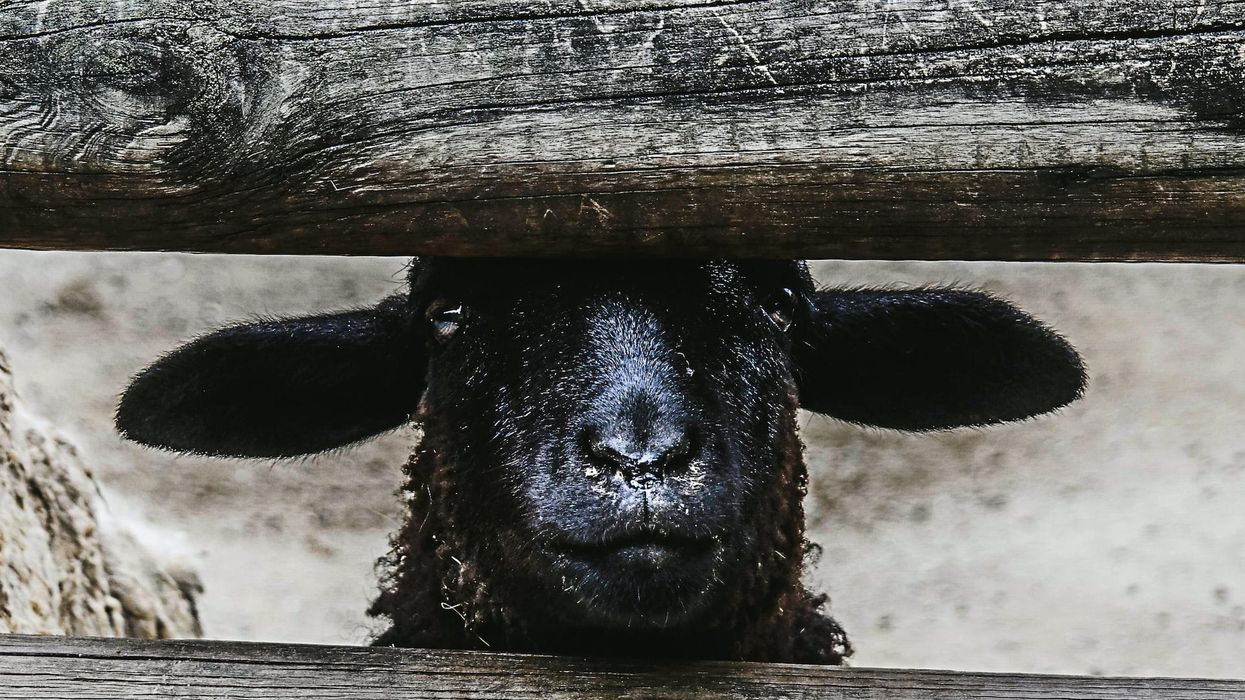 black sheep looking through fence