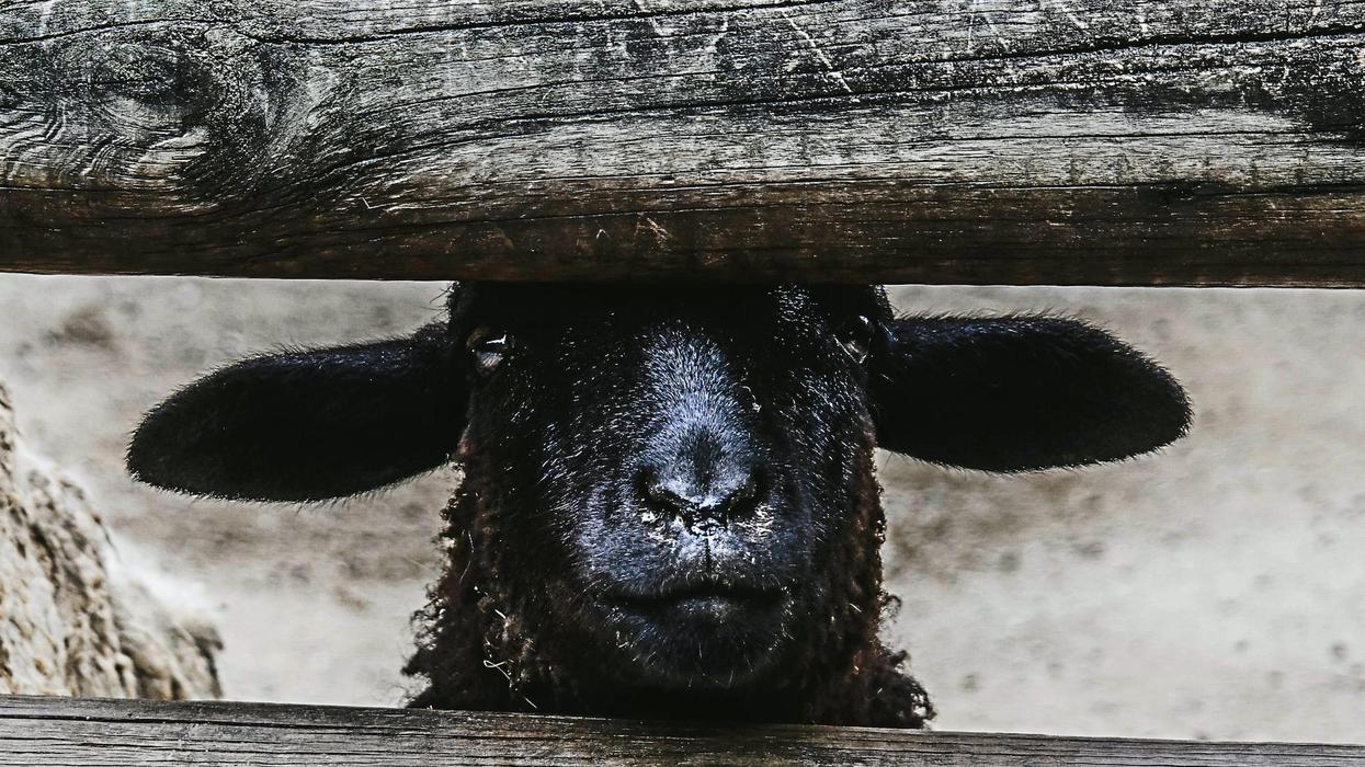 black sheep looking through fence