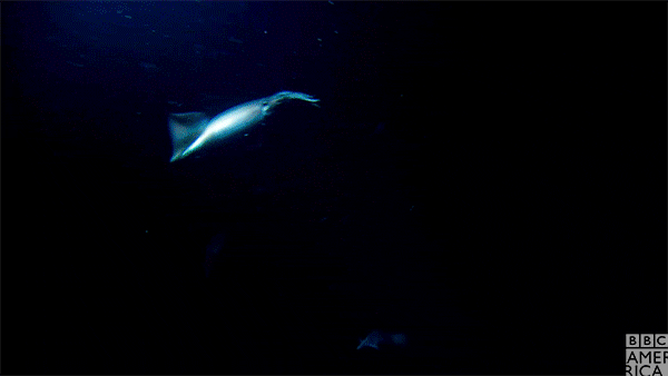 blue planet squid attack GIF by BBC America