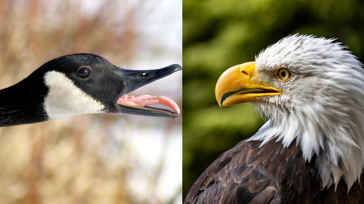Canada goose; bald eagle