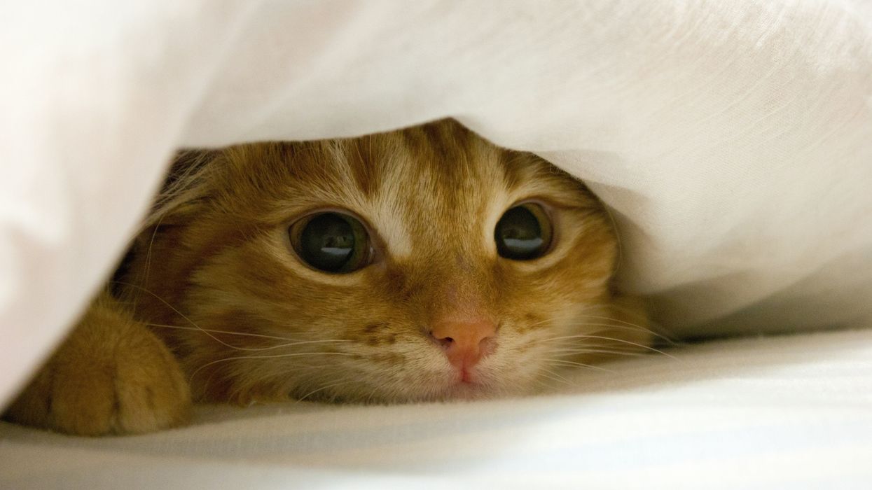 Cat hiding under a blanket