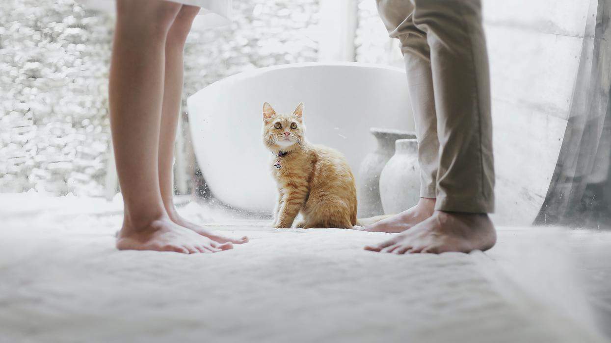 Cat sitting between two people