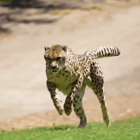 Cheetah GIF by San Diego Zoo Wildlife Alliance