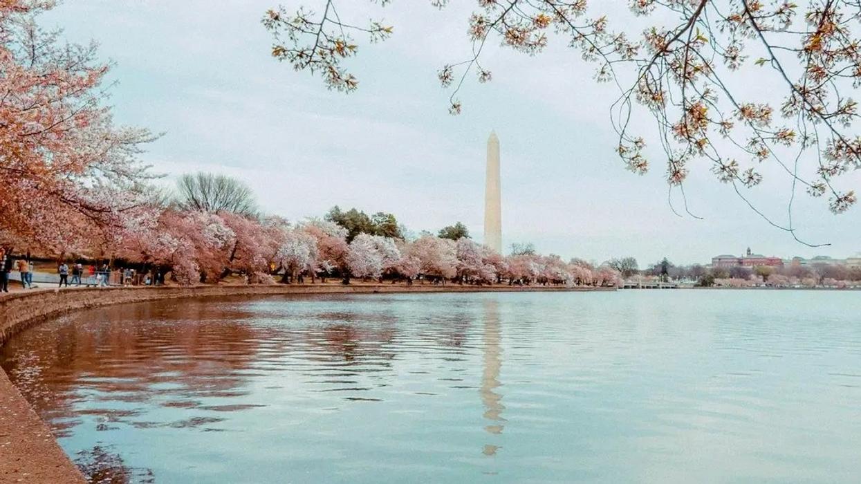 cherry blossoms in Washington D.C.